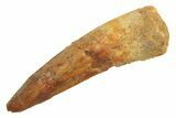 Fossil Spinosaurus Tooth - Real Dinosaur Tooth #296829-1